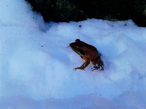 Is there a snow frog?