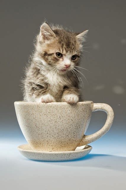 Is there a teacup cat?