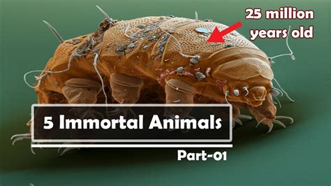 Is there a truly immortal animal?