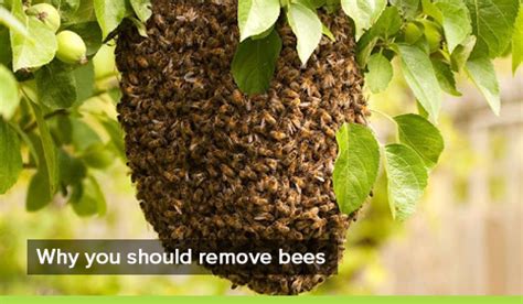 Is there a way to remove a bee without killing it?