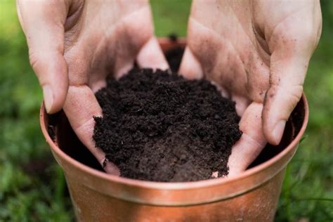 Is there ammonia in potting soil?