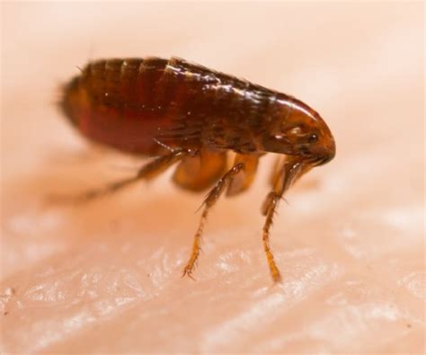 Is there an epidemic of fleas?