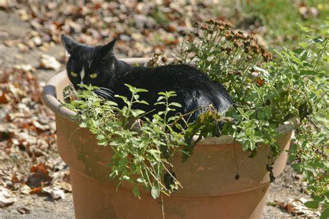 Is there an herb that calms cats?