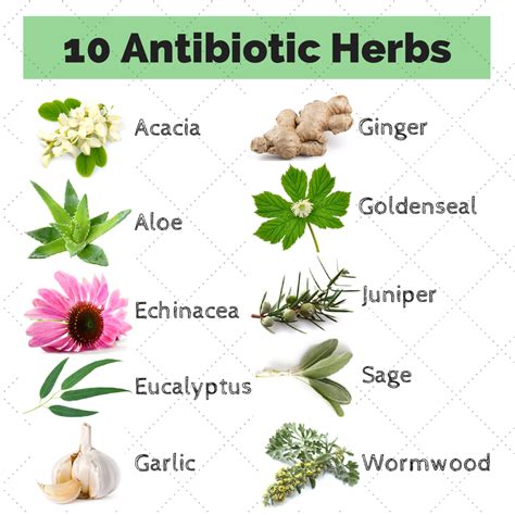 Is there an herb that works like an antibiotic?