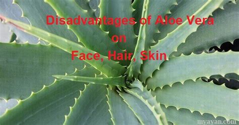 Is there any disadvantage of applying aloe vera on face?