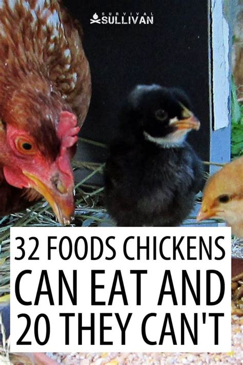 Is there anything that chickens Cannot eat?
