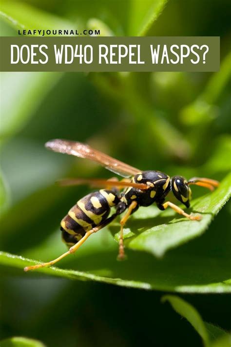 Is there anything that repels wasps?