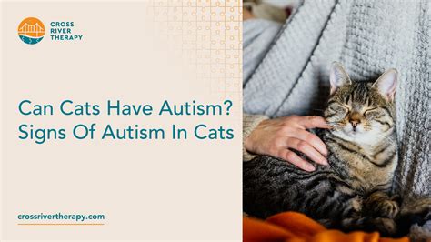 Is there autism in cats?