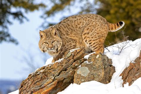 Is there bobcats in Canada?
