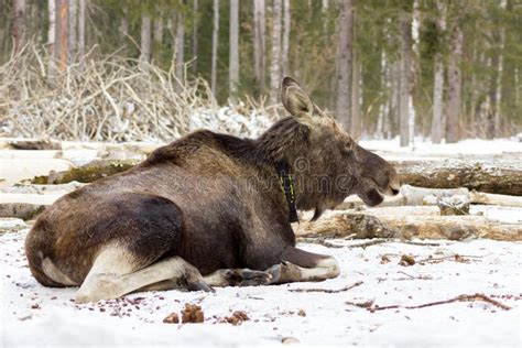 Is there elk in Russia?