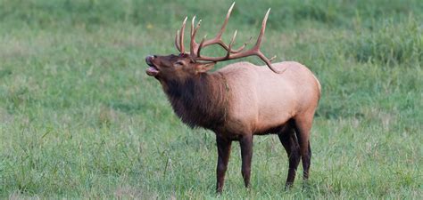 Is there elk in Toronto?