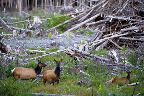 Is there habitat loss in Canada?