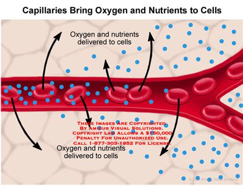 Is there oxygen in blood vessels?