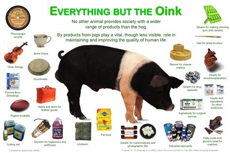 Is there such thing as pig oil?