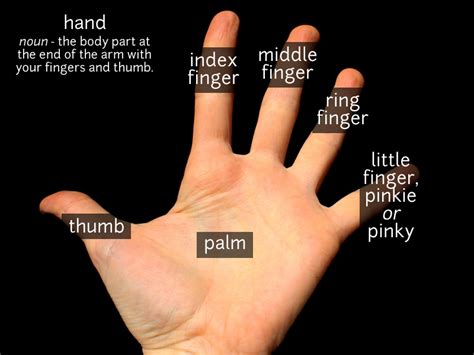 Is thumb a finger or not?