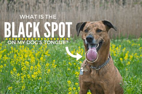 Is tongue OK for dogs?