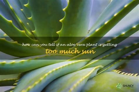 Is too much sunlight bad for aloe vera?