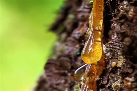 Is tree resin safe?