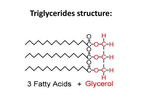 Is triglyceride A monomer?