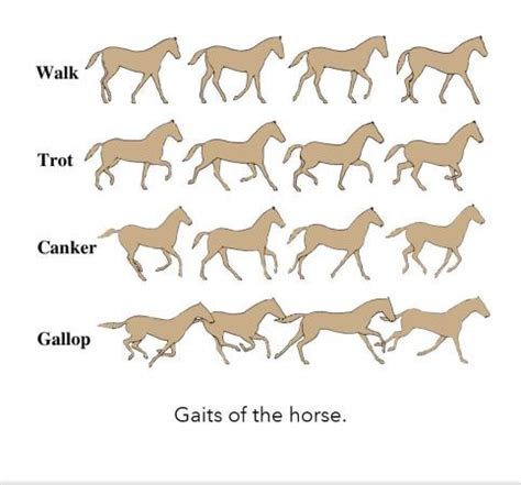 Is trot or canter harder?