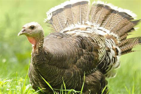 Is turkey diet friendly?