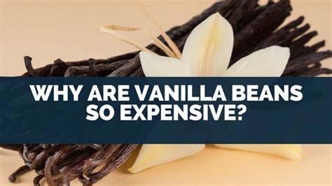 Is vanilla very expensive?