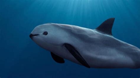 Is vaquita extinct?