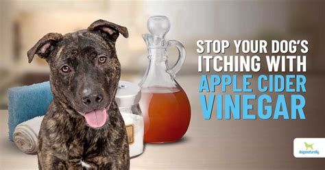 Is vinegar bad for dogs to smell?