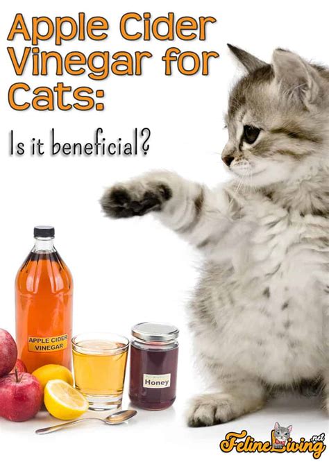 Is vinegar good for cats and dogs?