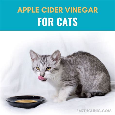 Is vinegar good for sick cat?