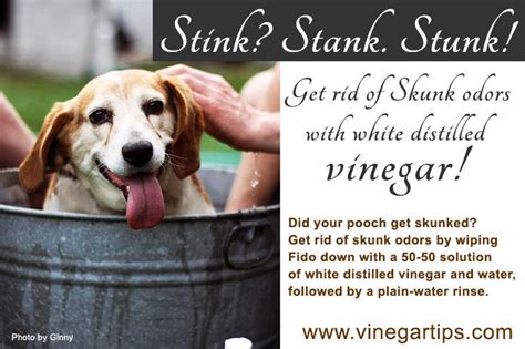 Is vinegar safe for pets to smell?