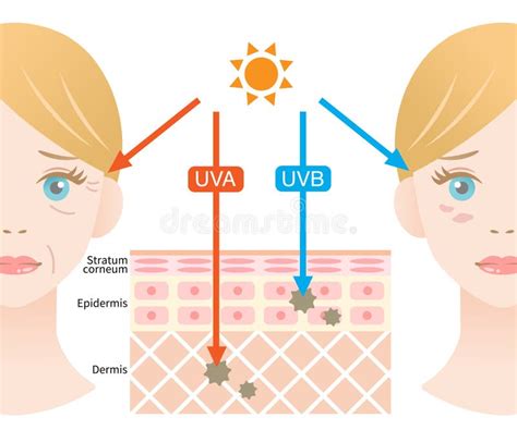 Is vitamin D from UVA or UVB?