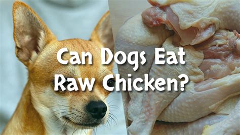 Is warm chicken OK for dogs?