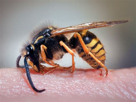 Is wasp venom harmful to humans?