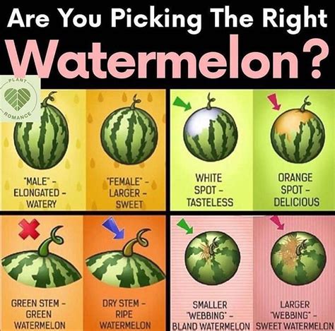 Is watermelon better than water?