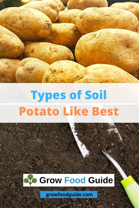 Is wet soil good for potatoes?