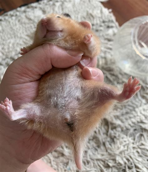 Is wet tail painful for hamsters?