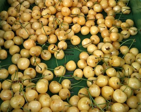 Is white cherry a fruit?