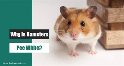 Is white hamster pee normal?