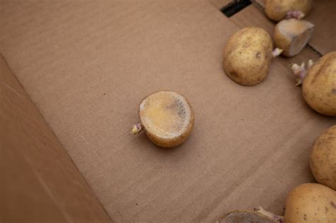 Is white on potatoes mold?