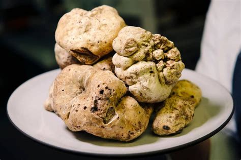 Is white truffle rarer than black?