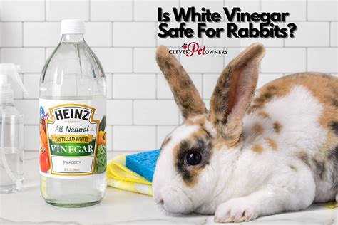 Is white vinegar safe for pets?