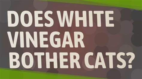Is white vinegar toxic to cats?