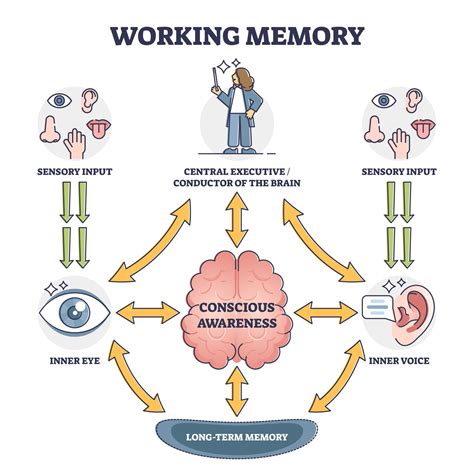Is working memory active or passive?