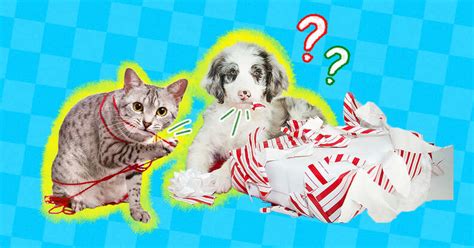 Is wrapping paper safe for dogs?