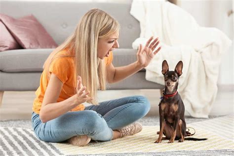 Is yelling at your dog bad?