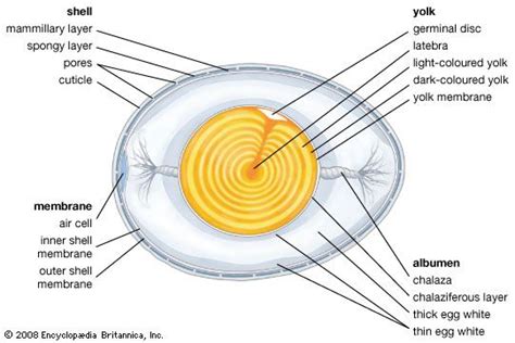 Is yolk a nucleus?
