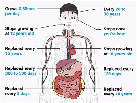 Is your body's fastest growing organ?