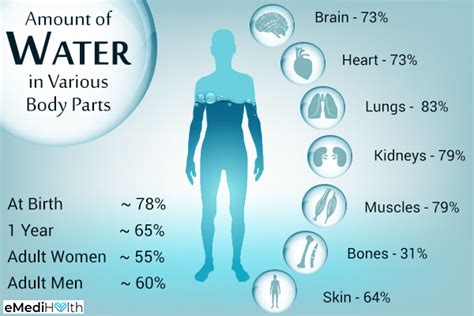 Is your body 97% water?
