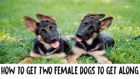 Should 2 female dogs live together?